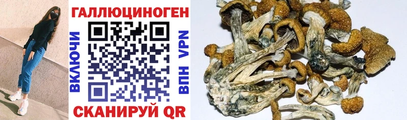 Галлюциногенные грибы Cubensis  Белорецк 